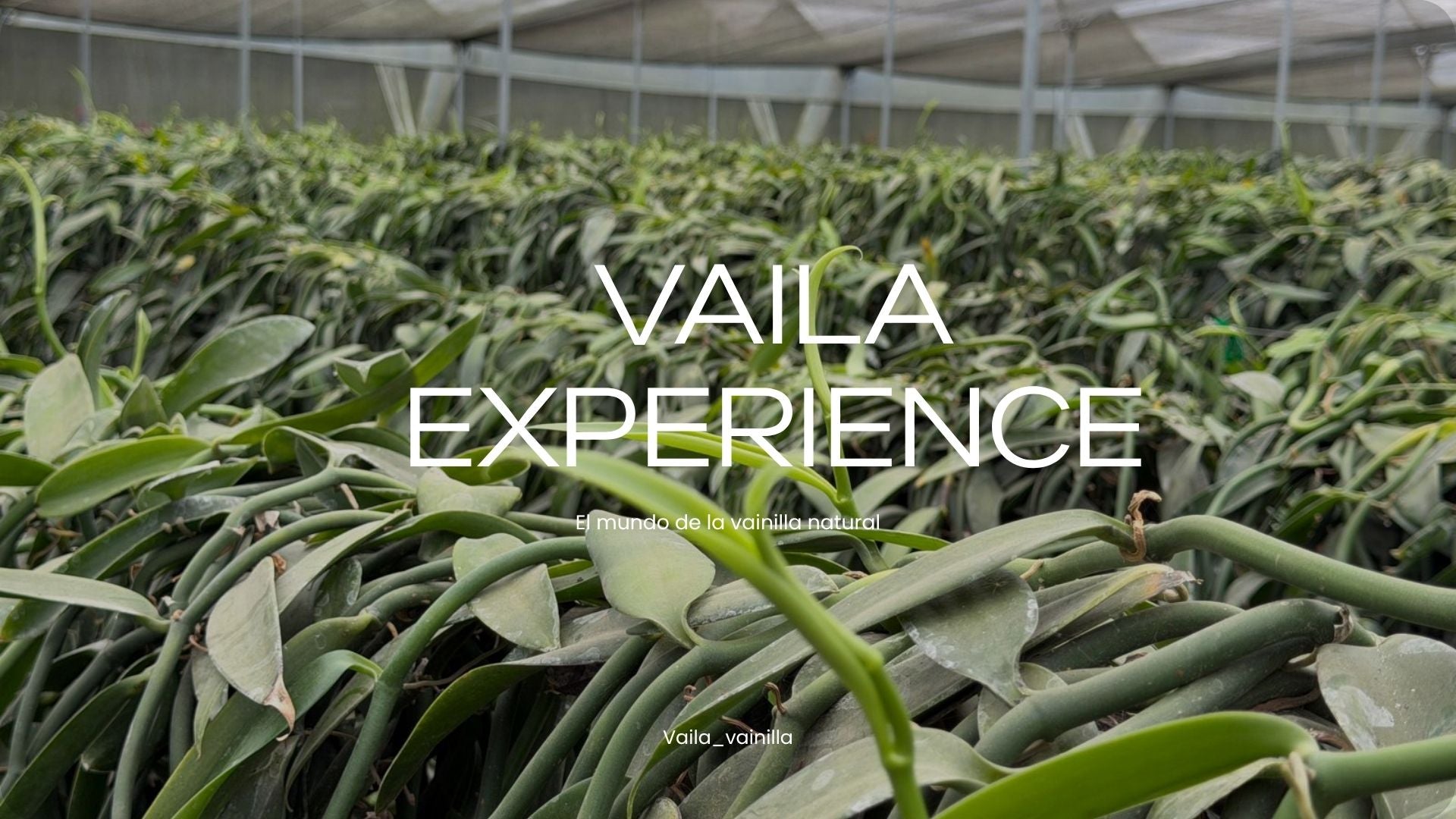 Translation missing: en.VAILA Experience - El mundo de la vainilla natural